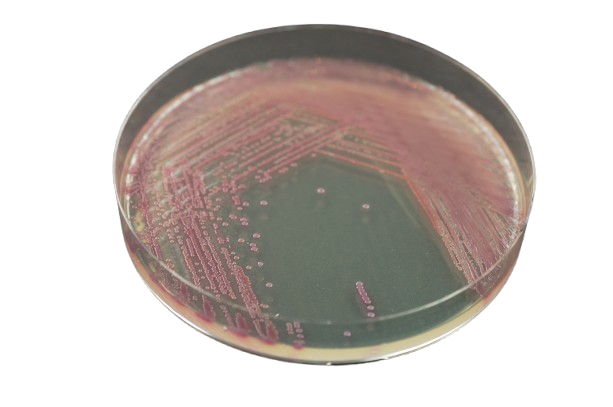 Хромогенне середовище для виділення і диференціації метицилін-резистентного Staphylococcus aureus (MRSA) / CHROМ MRSA, Sanimed-M